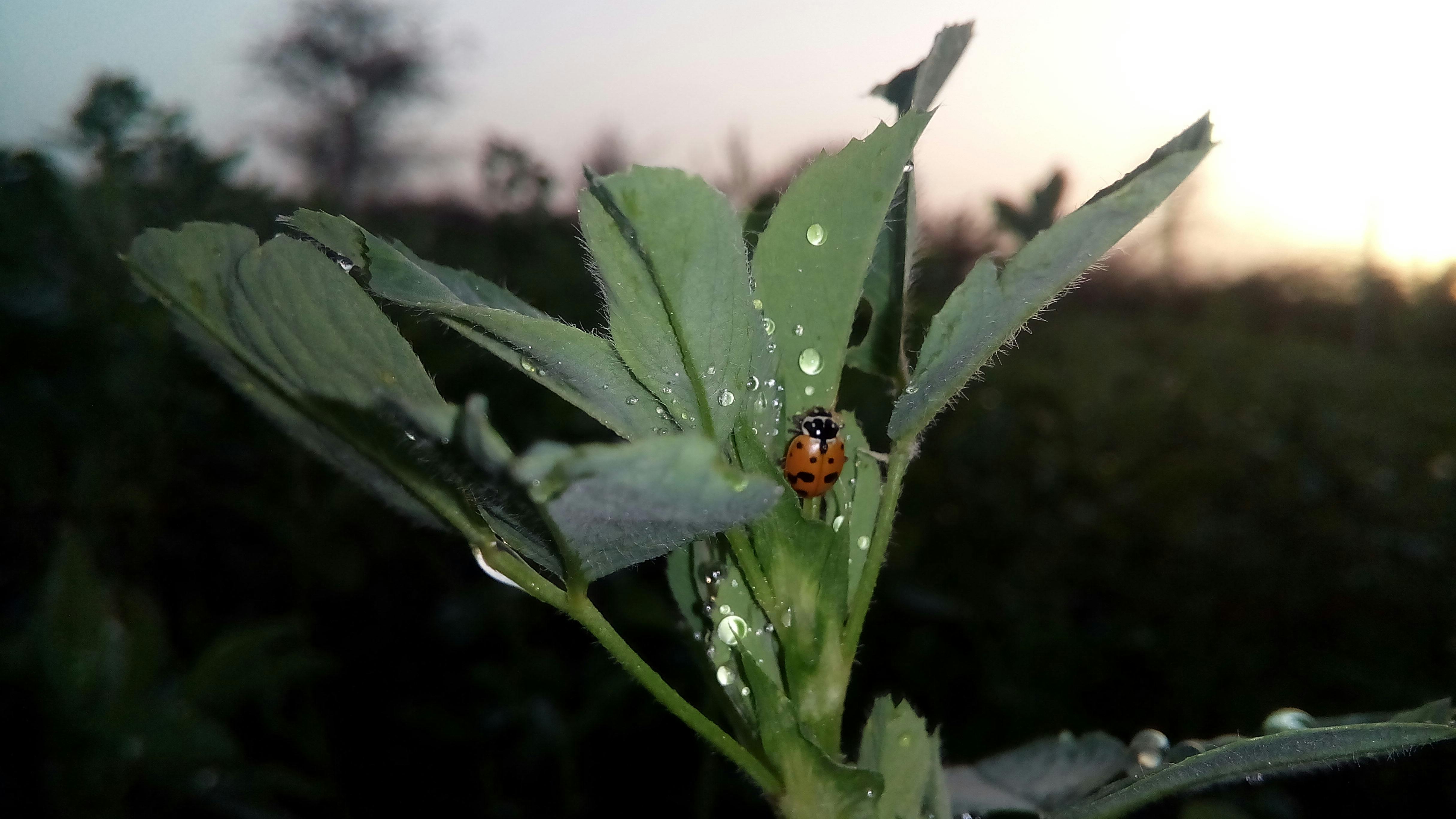Palestinian Cultural Society